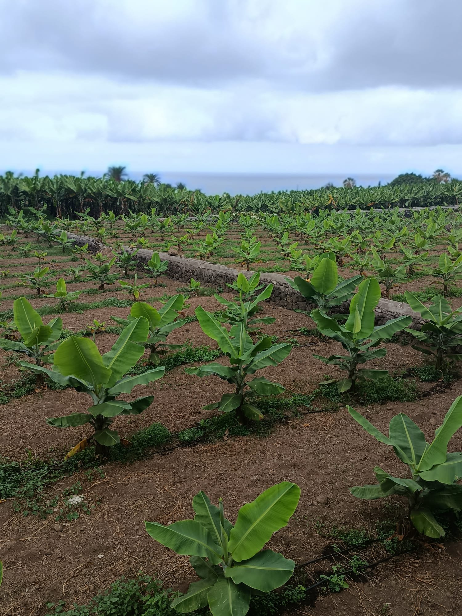 Imagen destacada al final del post: El Dilema del Plátano de Canarias: ¿Por Qué Es Más Caro y Cuál Es Su Verdadero Impacto?